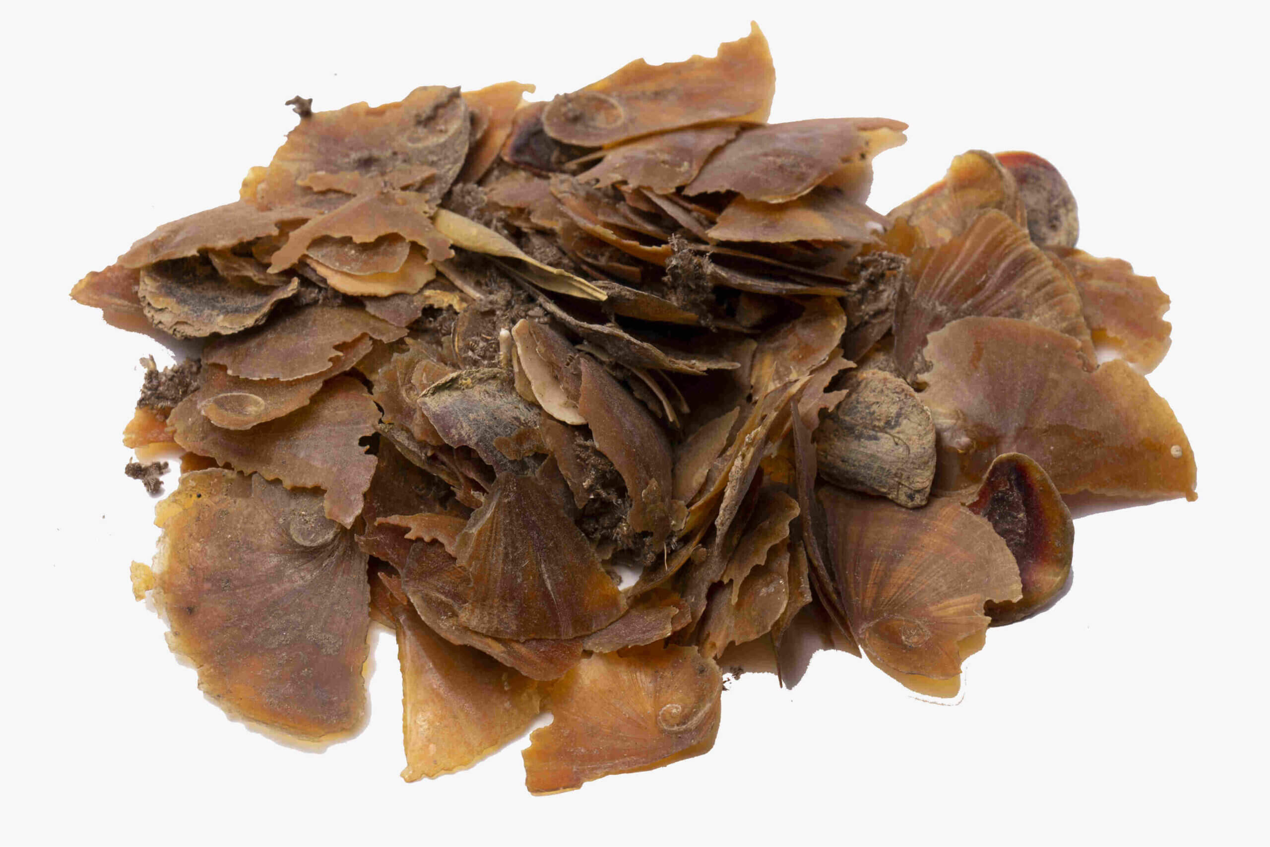 קטורת ציפורניים השד