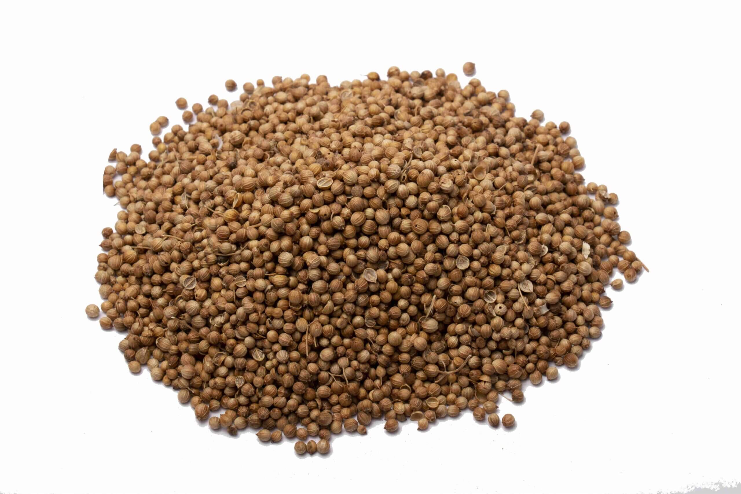 CORIANDER SEEDS