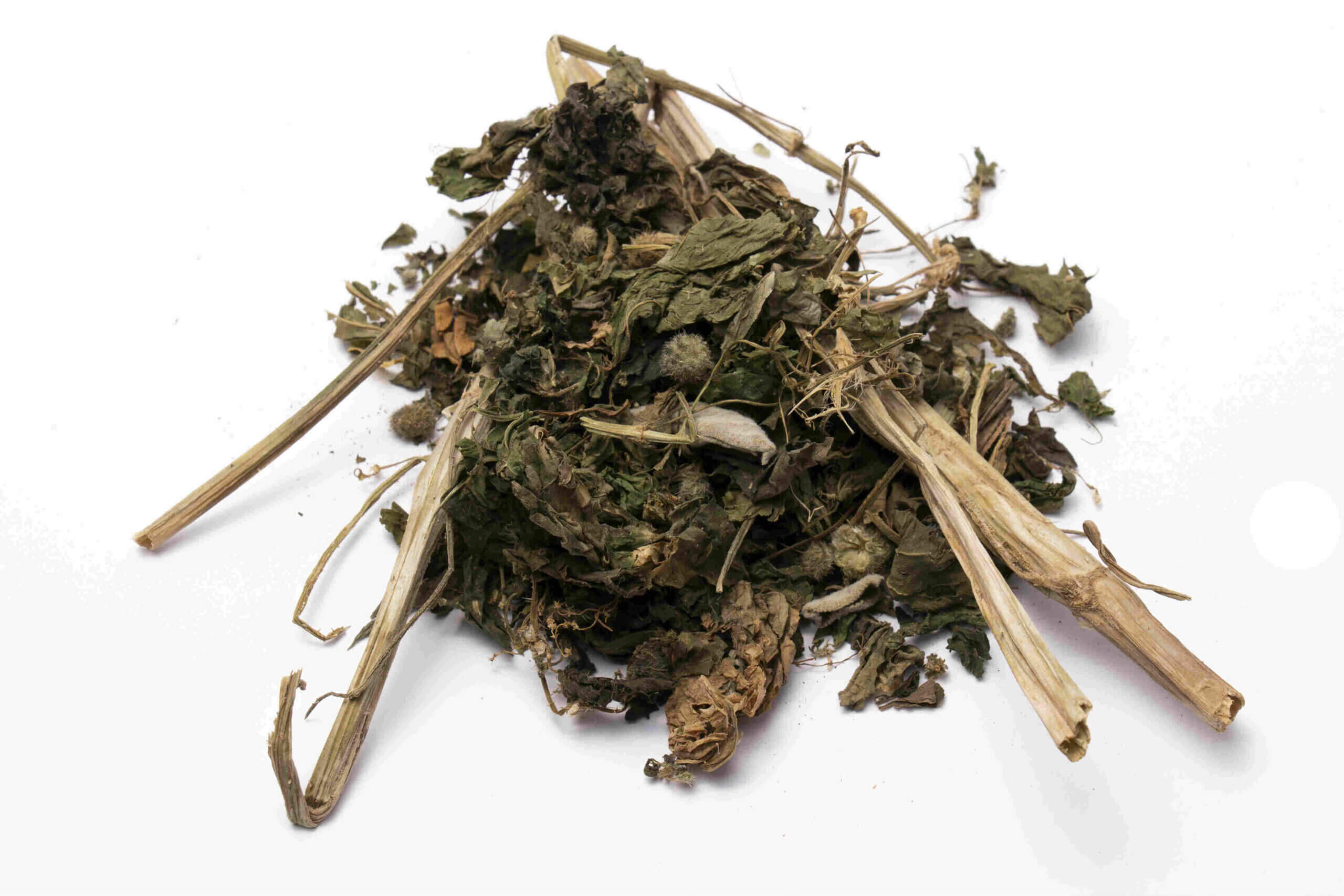 عشبة القريص