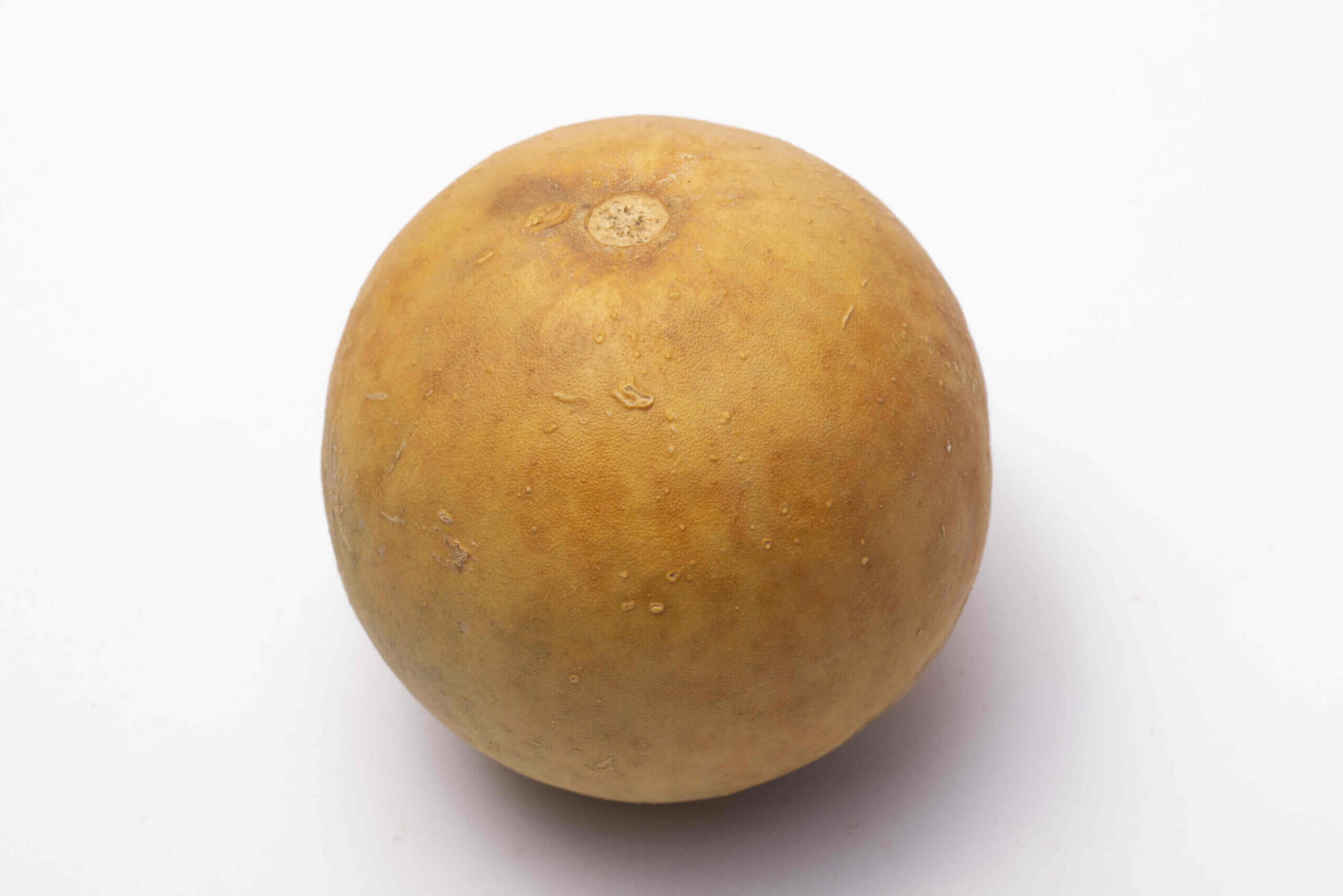 CITRULLUS COLOCYNTHIS