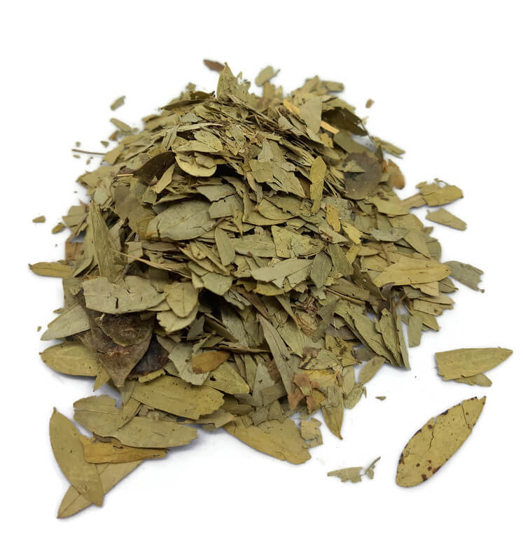 ZIZIPHUS SPINA-CHRISTI