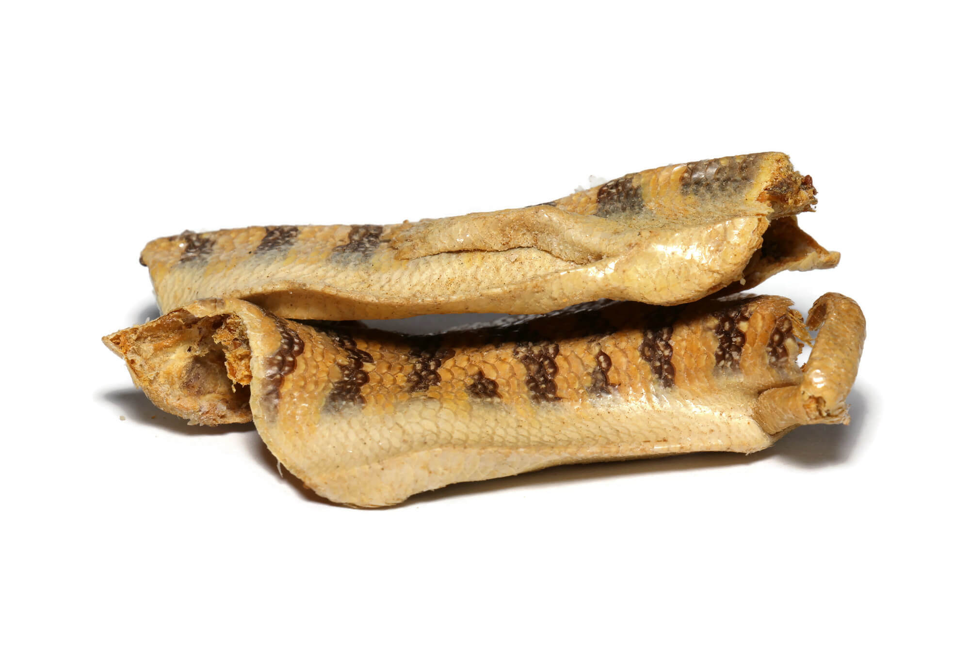 סקנקור ( לְטָאָה )