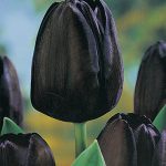 tulip צבעוני שחור